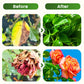 ⏳Limited-time 50% off⏰Solar Powered Automatic Drip Irrigation System🌱💦