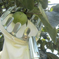 ⏳Limited-time 50% off⏰Fruit Picker Head Basket – Clips onto Pole, Soft Cushion, No Bruising, Harvest Faster 🌳🍎🧺