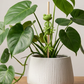 ⏳Limited-time 50% off⏰Cute & Stable Frog Plant Stand🐸🌱