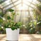 ⏳Limited-time 50% off⏰Cute & Stable Frog Plant Stand🐸🌱